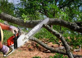  , USA Tree Removal Pros